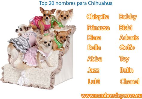 nombres de perros chihuahua - criar nome de marca grátis